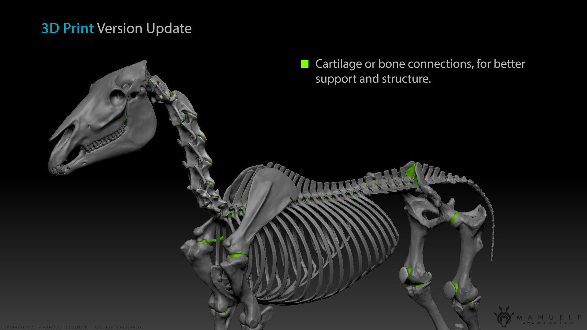 3D Horse Skeleton 3D model_11