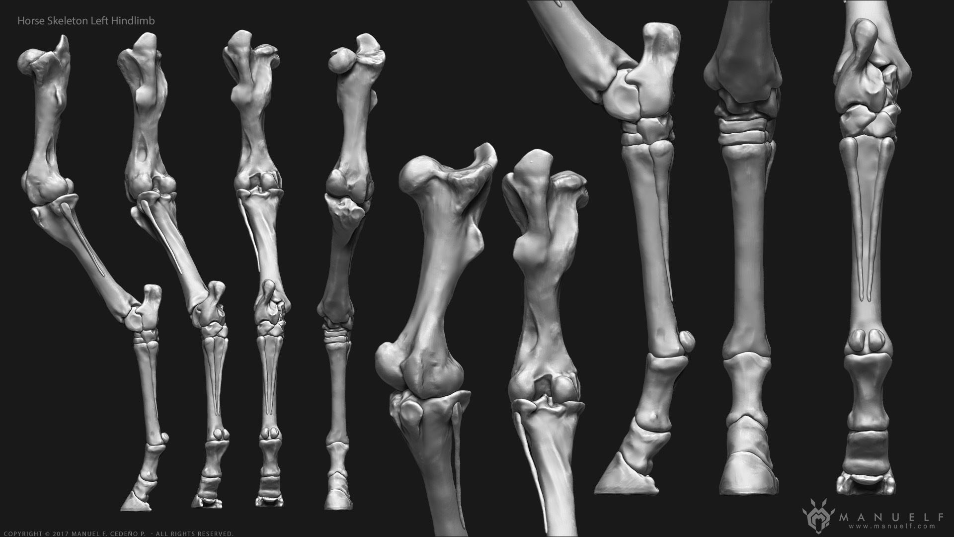 3D Horse Skeleton 3D model_7