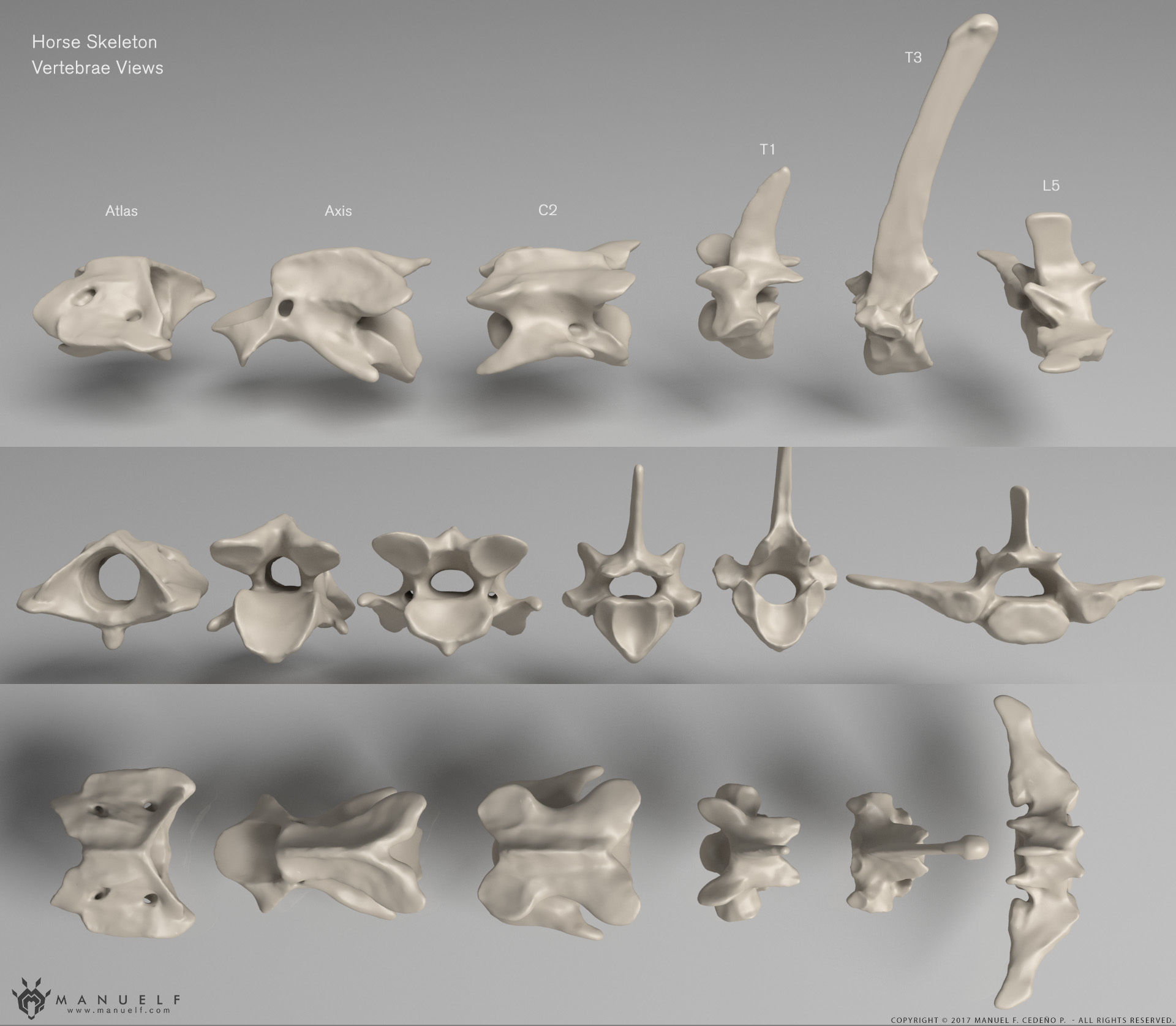 3D Horse Skeleton 3D model_10