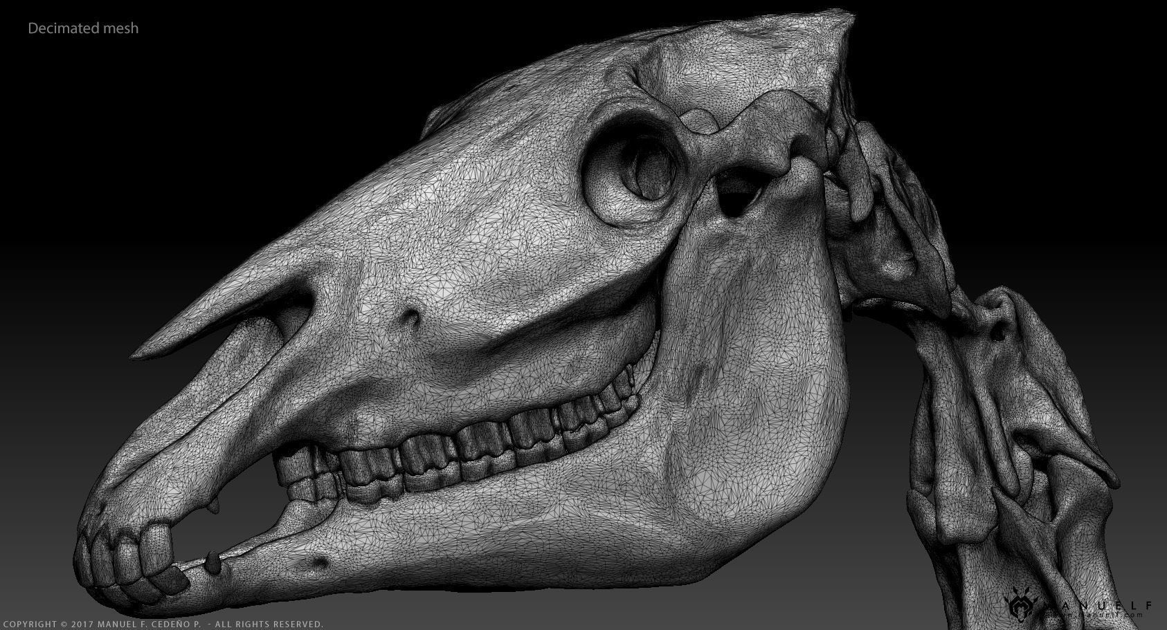 3D Horse Skeleton 3D model_3