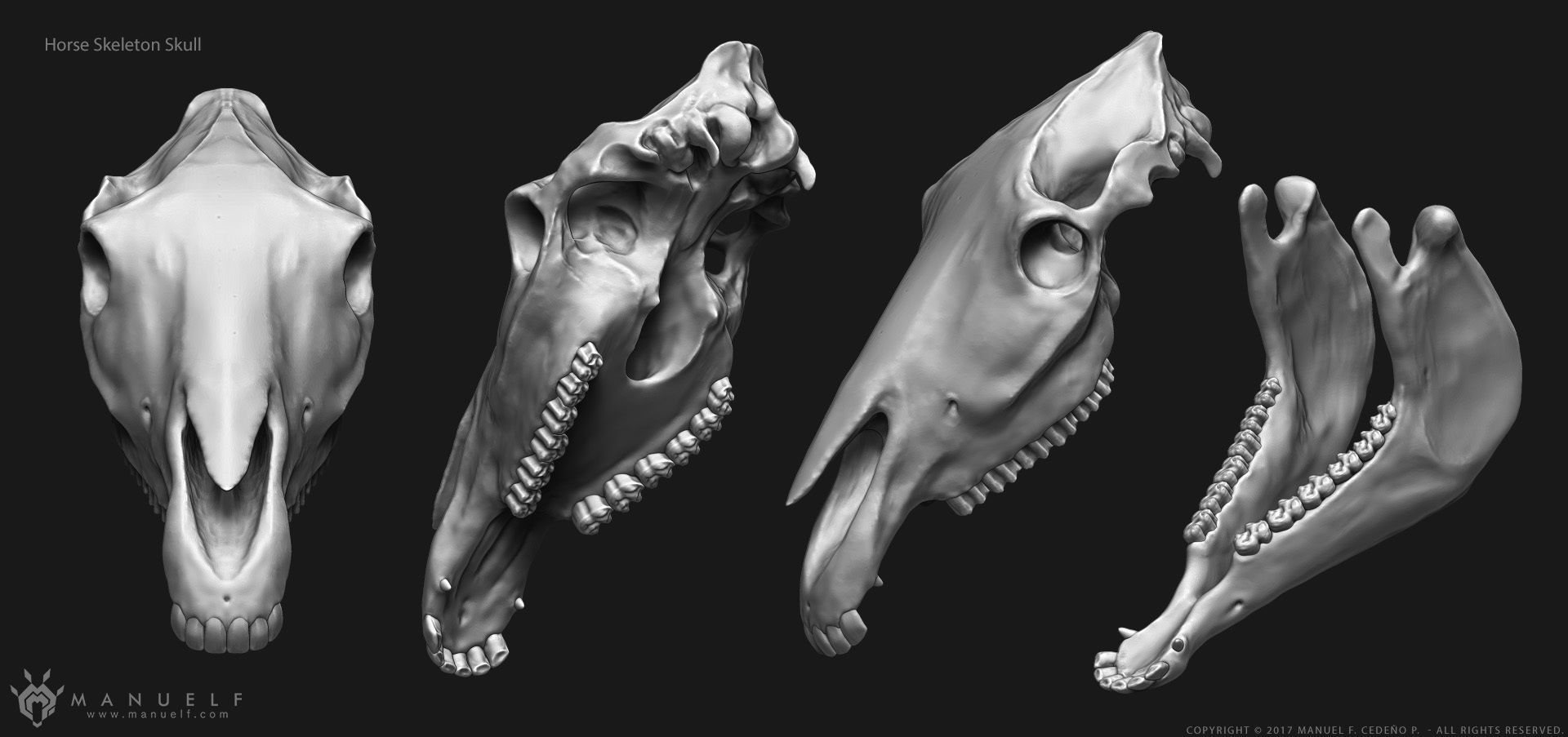 3D Horse Skeleton 3D model_4