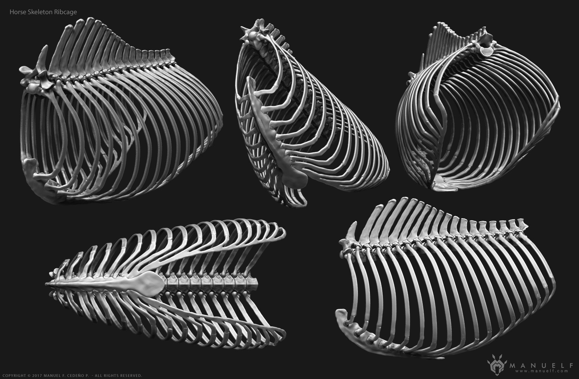 3D Horse Skeleton 3D model_5