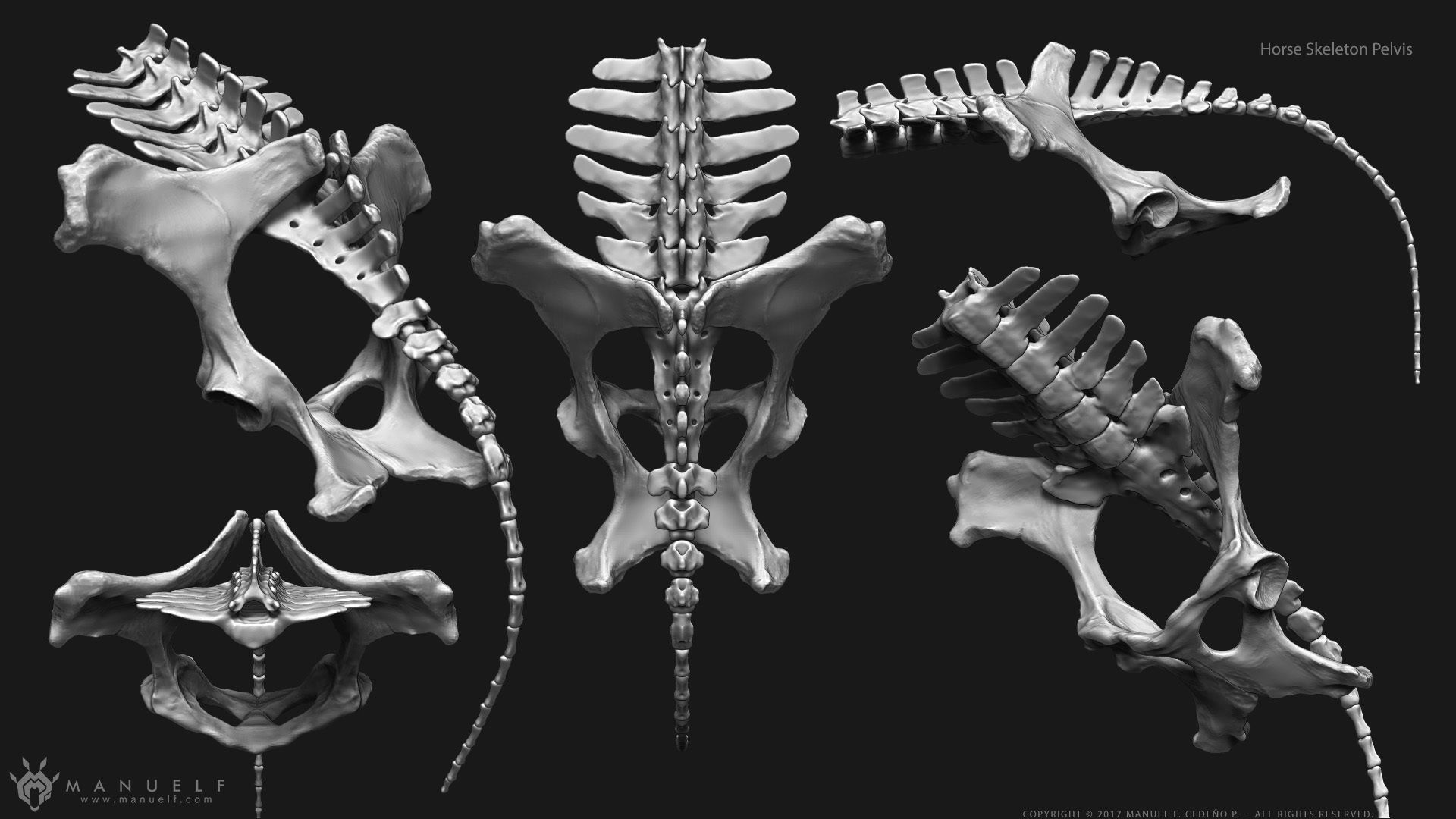 3D Horse Skeleton 3D model_6