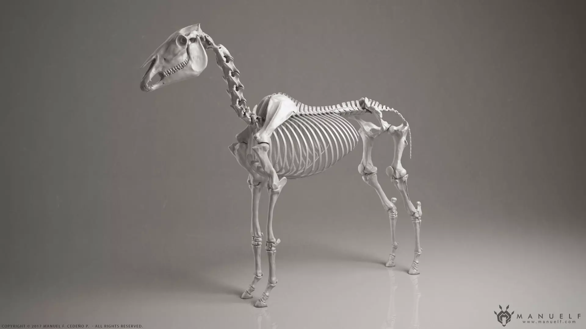 3D Horse Skeleton 3D model_0
