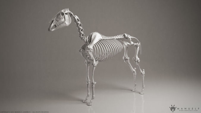 3D Horse Skeleton 3D model