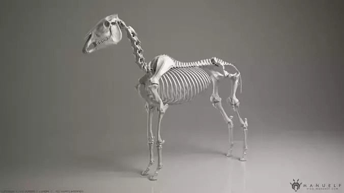 3D Horse Skeleton 3D model