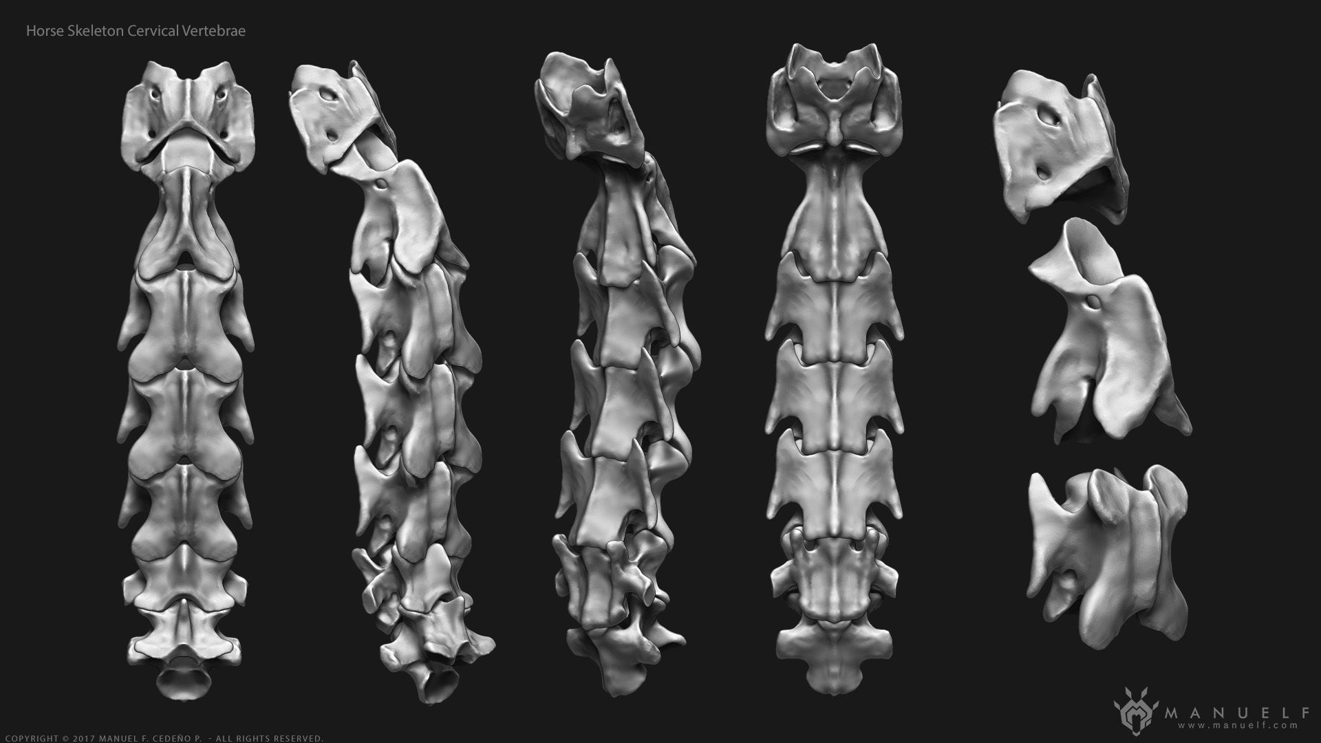 3D Horse Skeleton 3D model_9