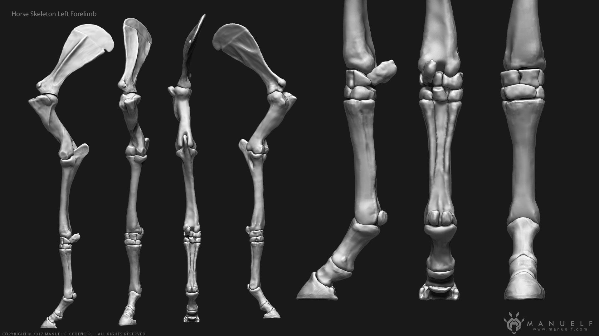 3D Horse Skeleton 3D model_8