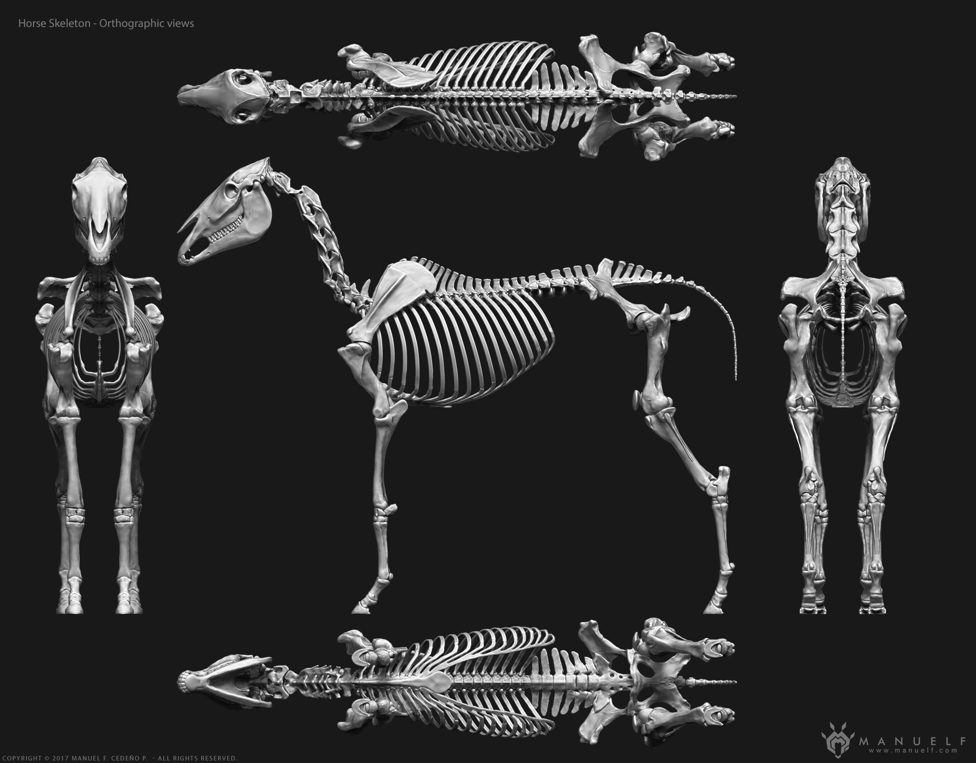 3D Horse Skeleton 3D model_2