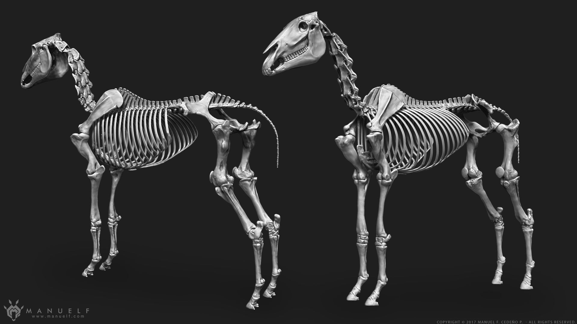 3D Horse Skeleton 3D model_1