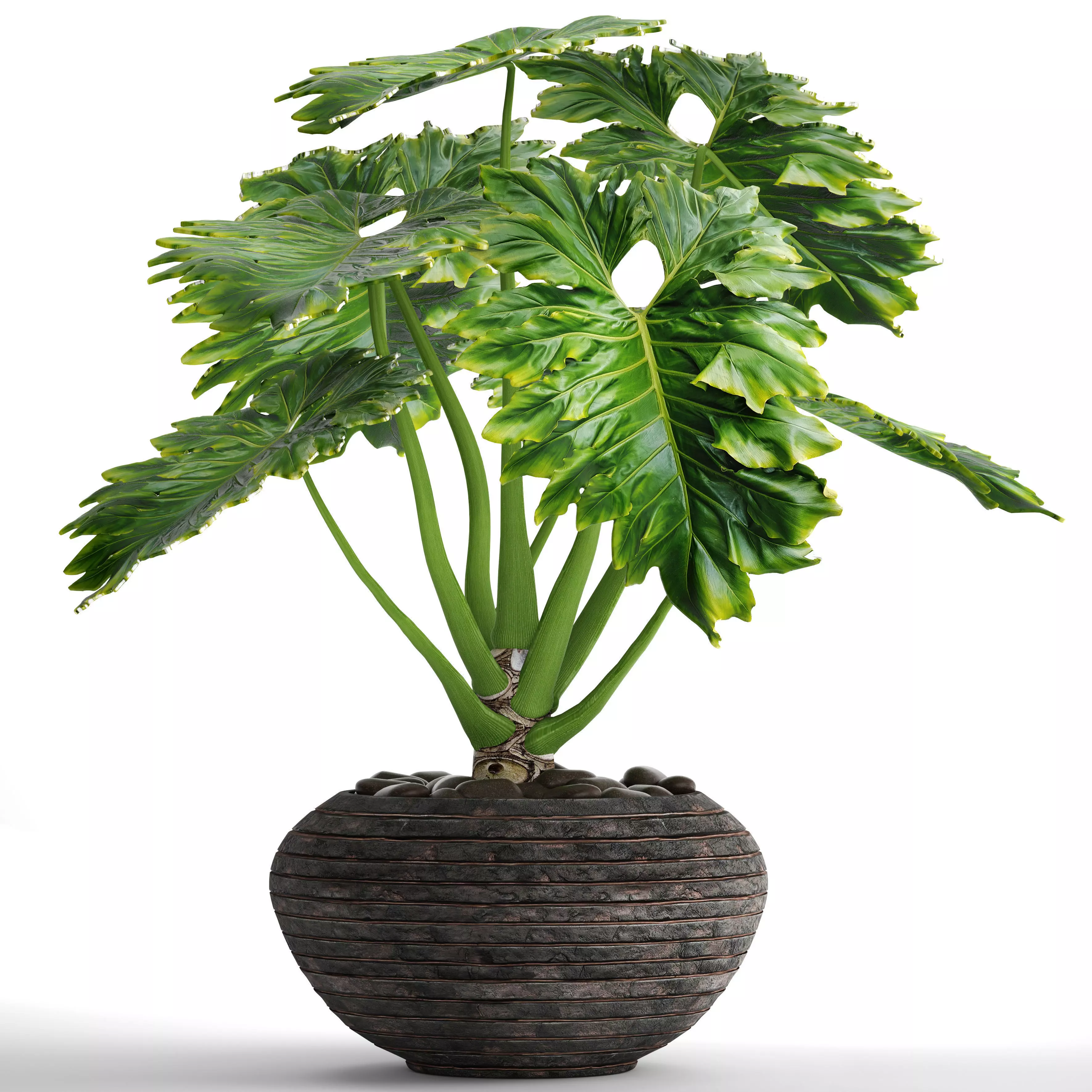 Philodendron plant in pot 3D model