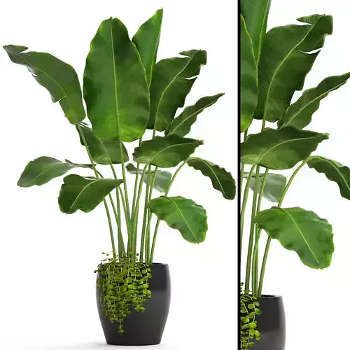 Banana Tree 3D model