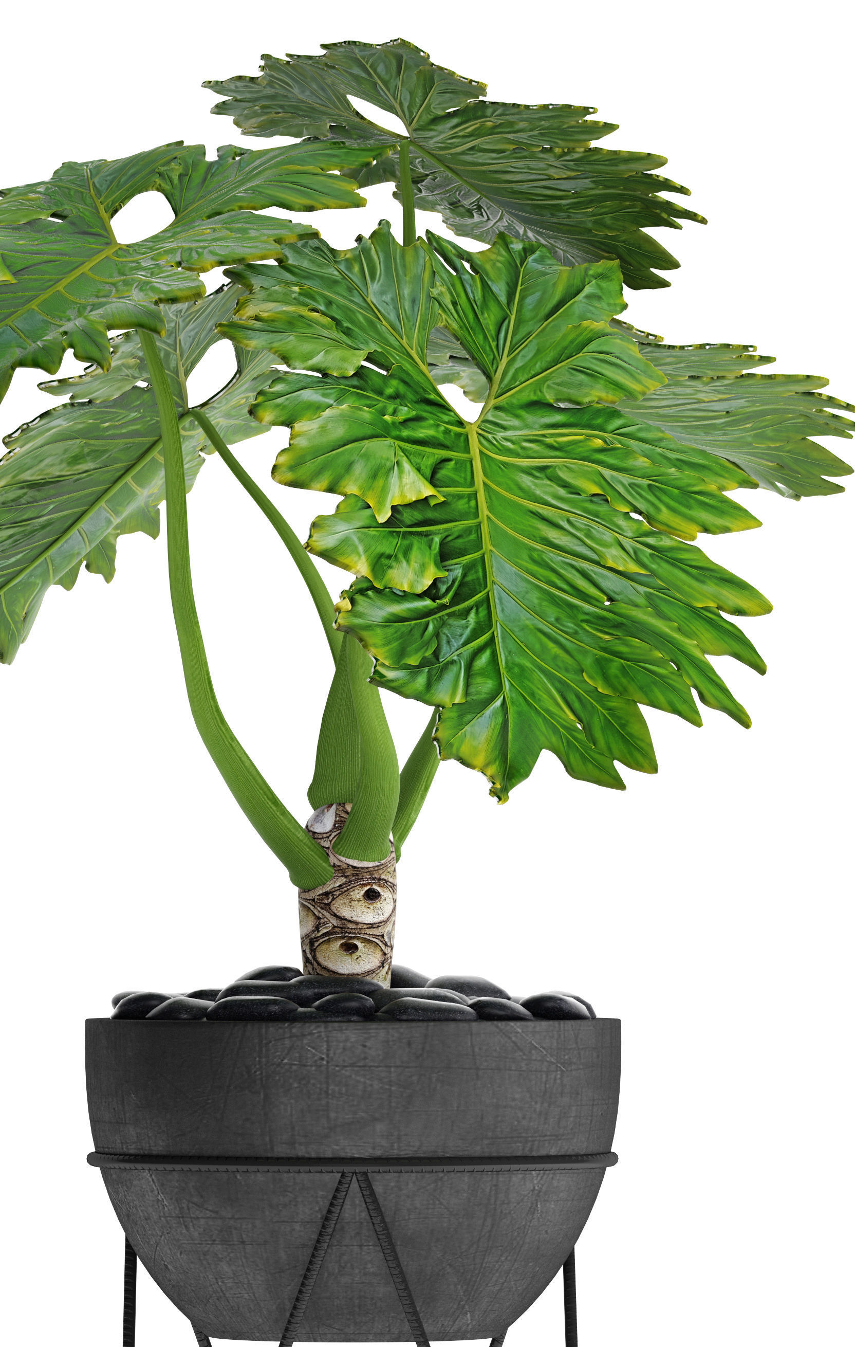 Philodendron 2 potted plant in metal stand 3D model_8