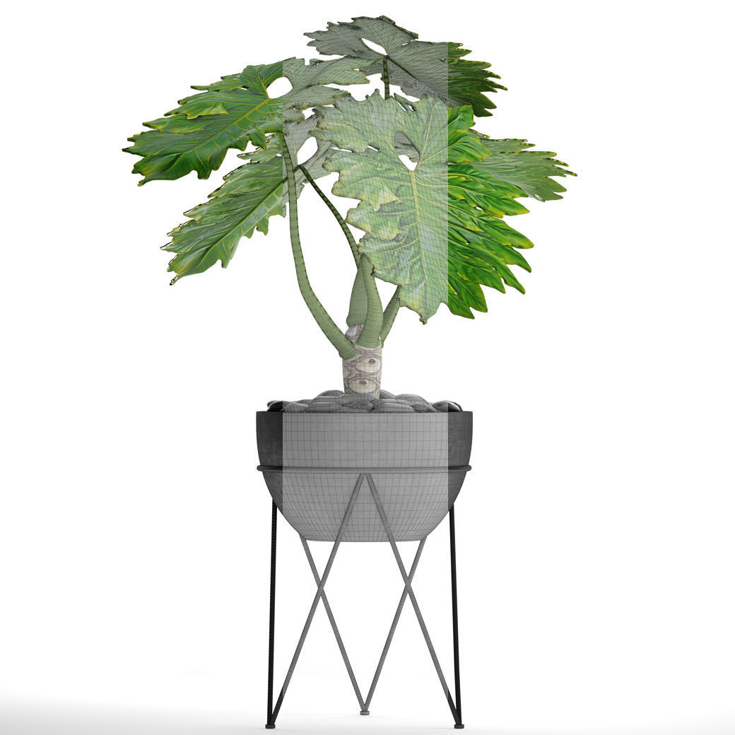 Philodendron 2 potted plant in metal stand 3D model_2
