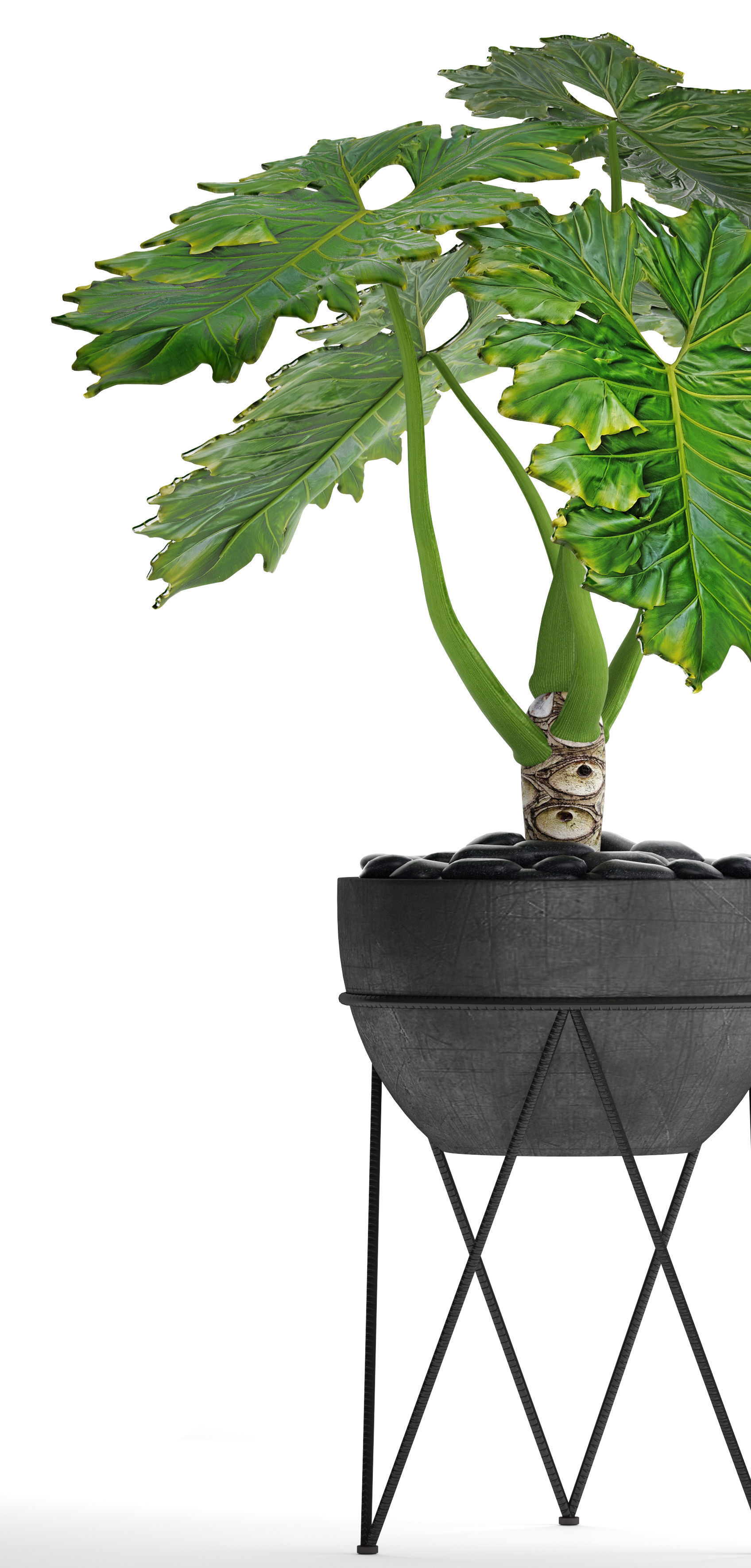 Philodendron 2 potted plant in metal stand 3D model_4