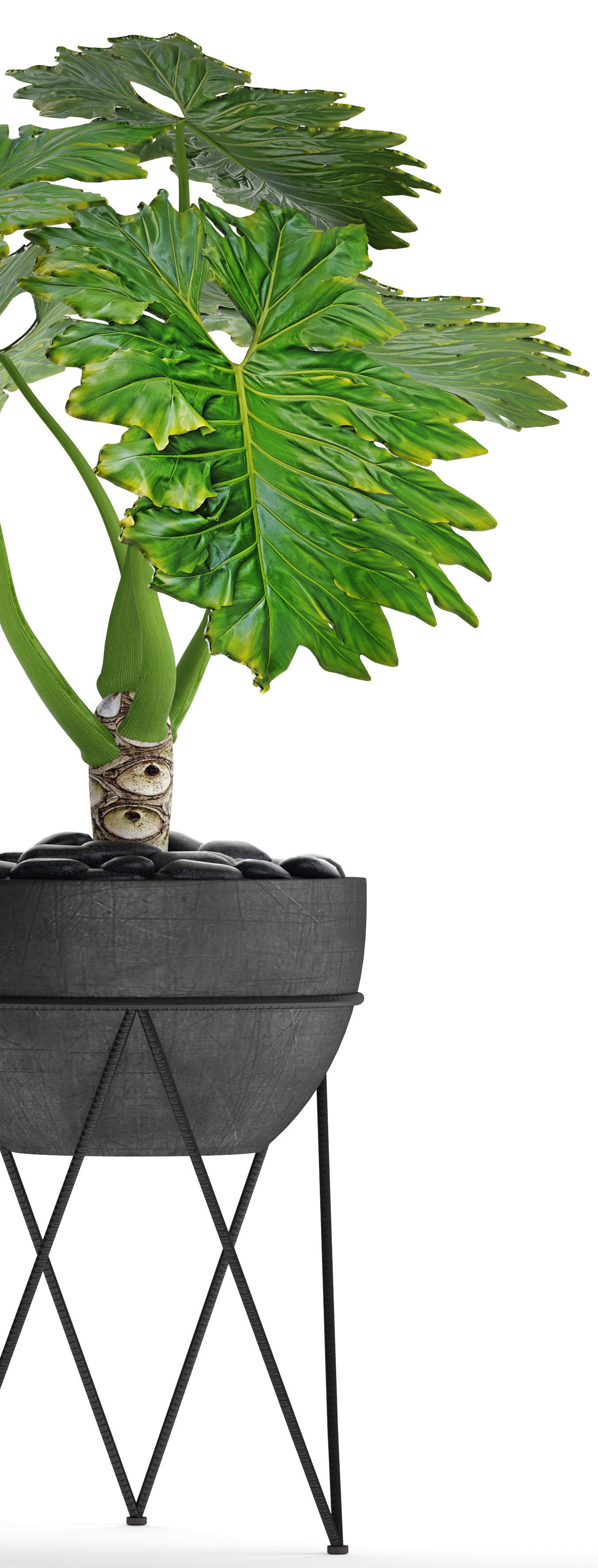 Philodendron 2 potted plant in metal stand 3D model_7