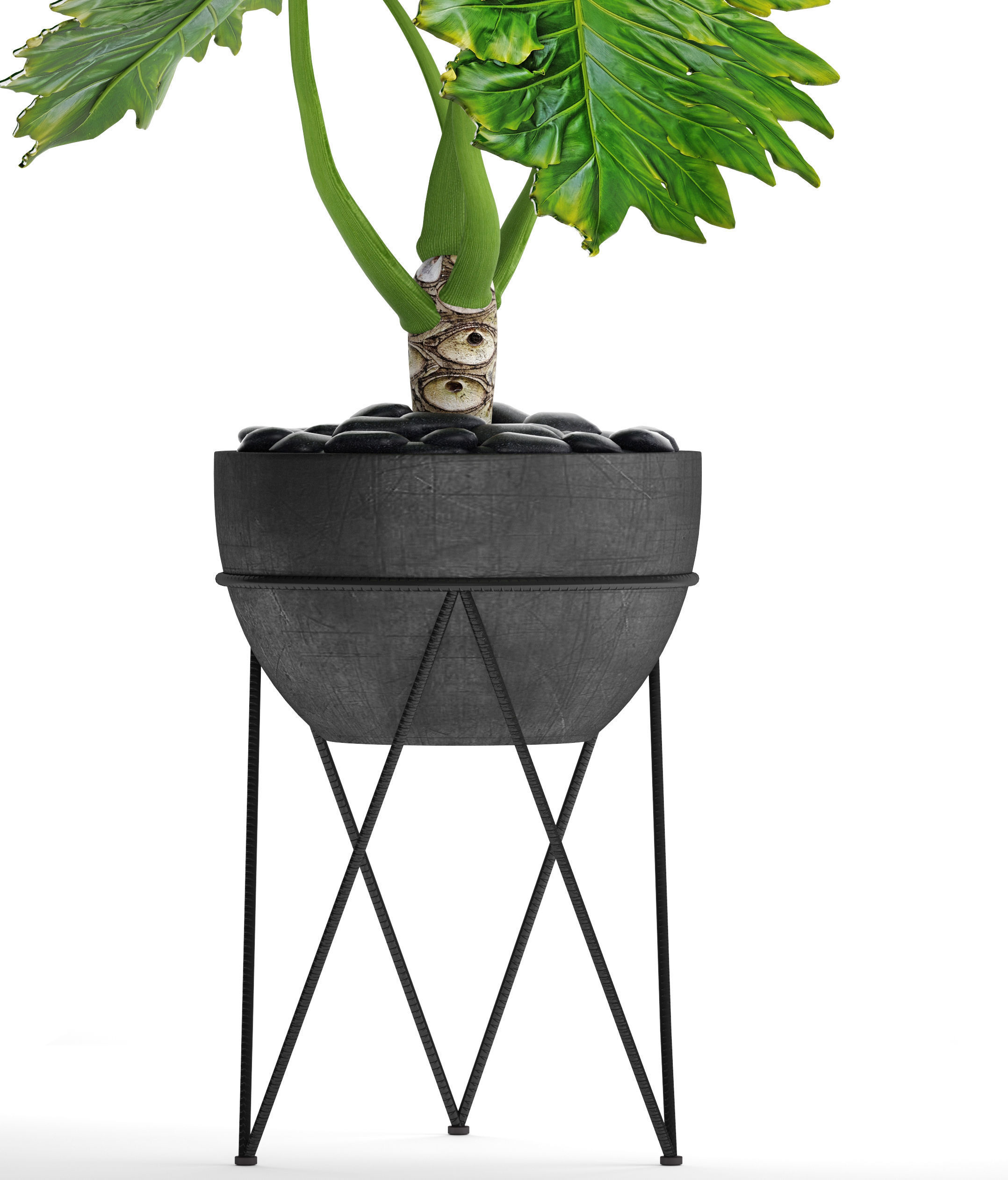 Philodendron 2 potted plant in metal stand 3D model_1