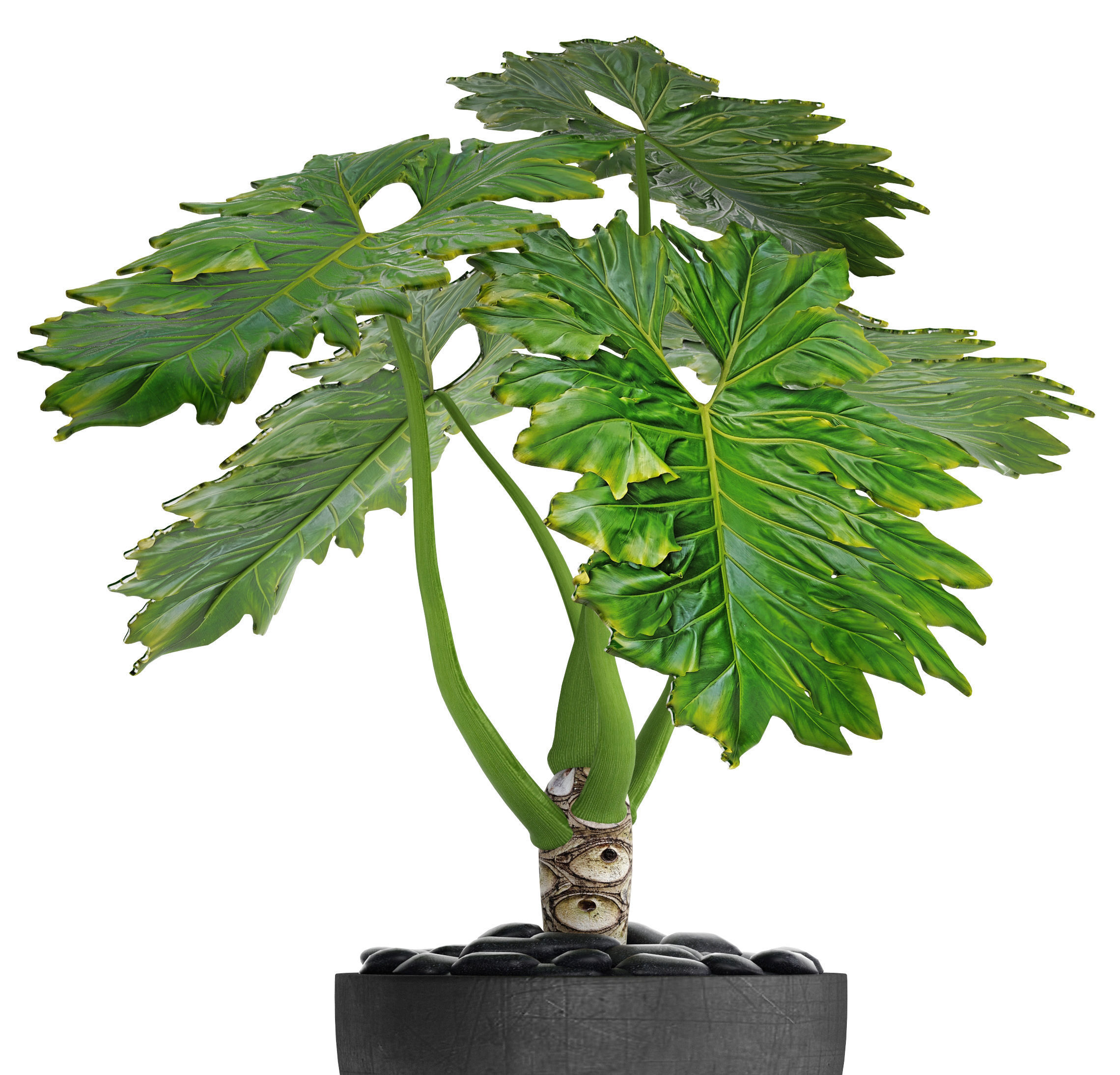 Philodendron 2 potted plant in metal stand 3D model_5