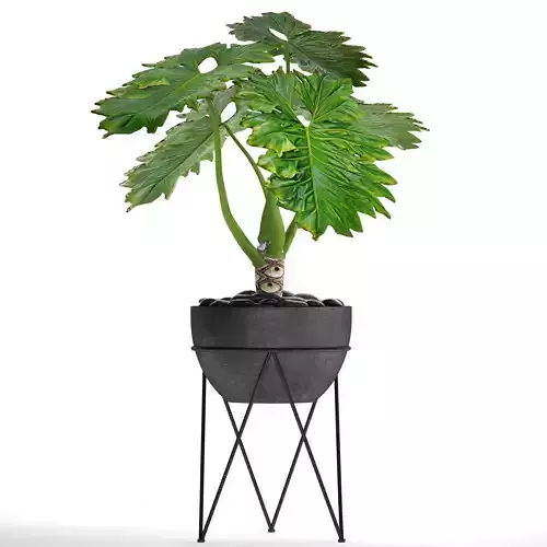 Philodendron 2 potted plant in metal stand