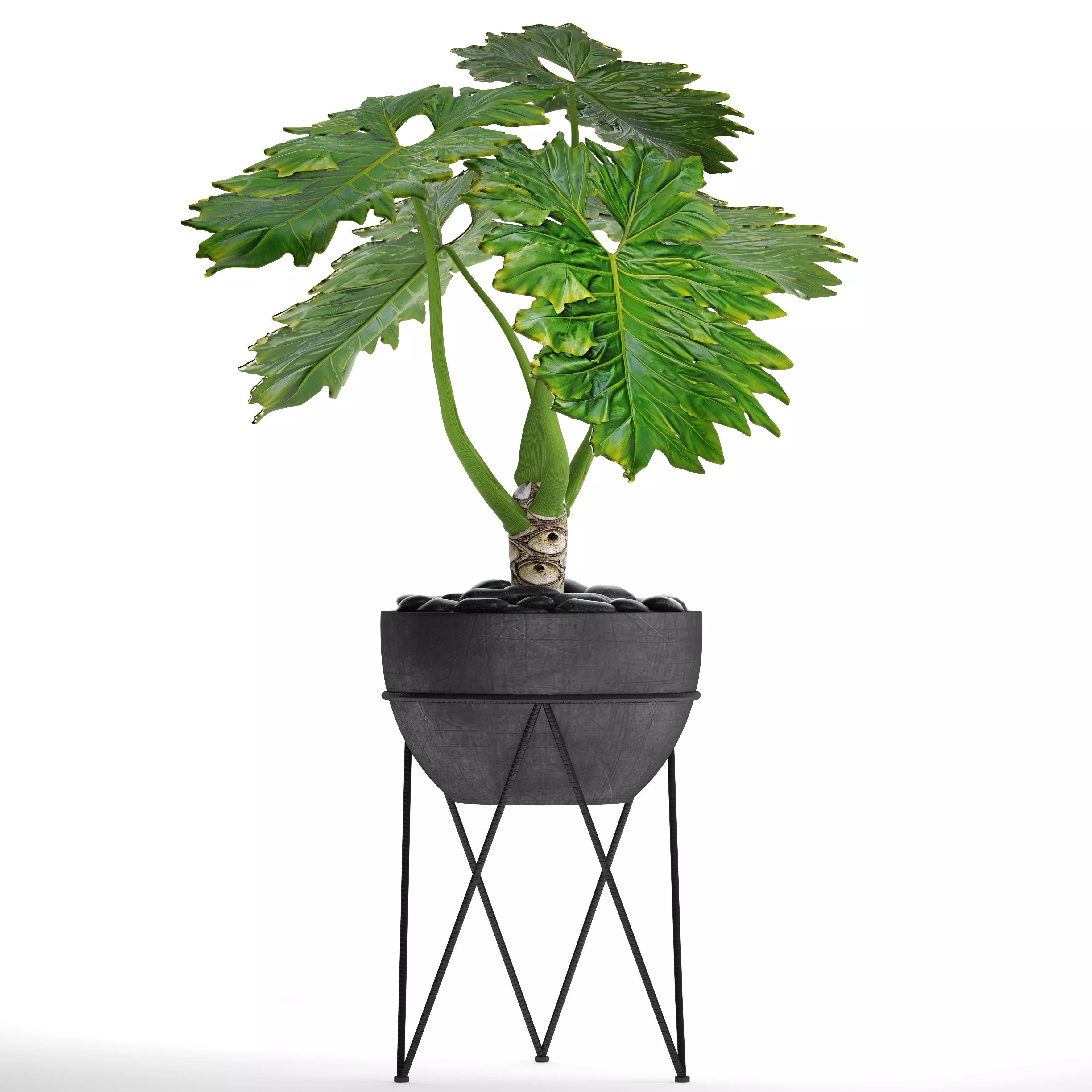 Philodendron 2 potted plant in metal stand 3D model_0