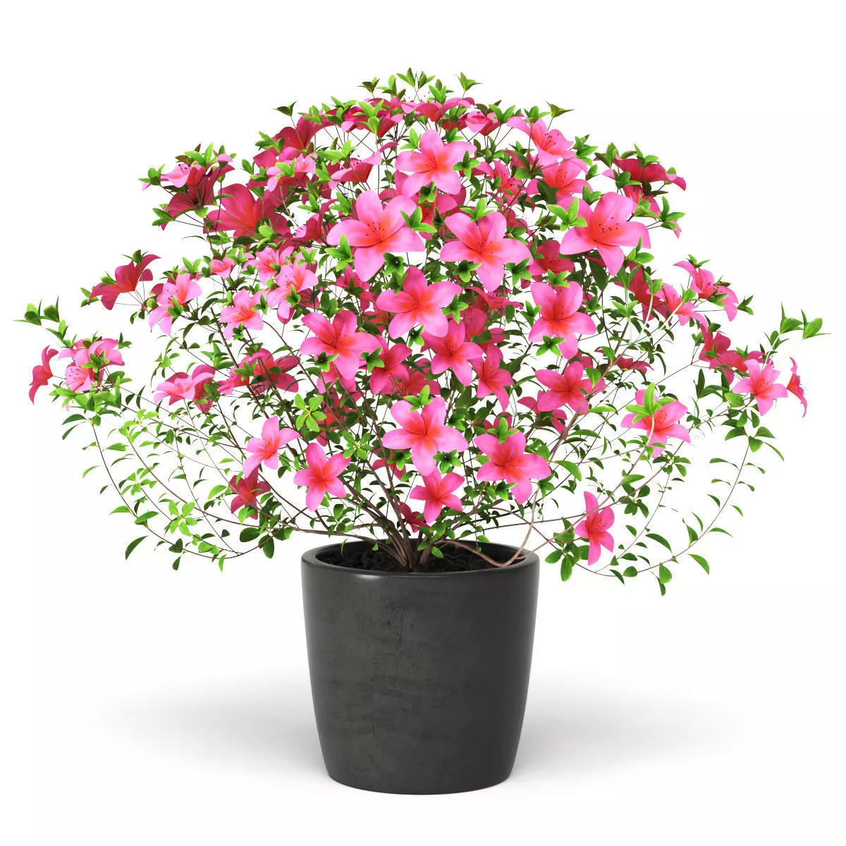Azalea Plant 3D model