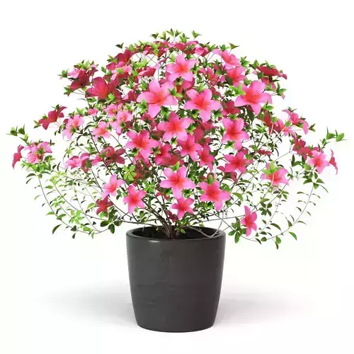 Azalea Plant