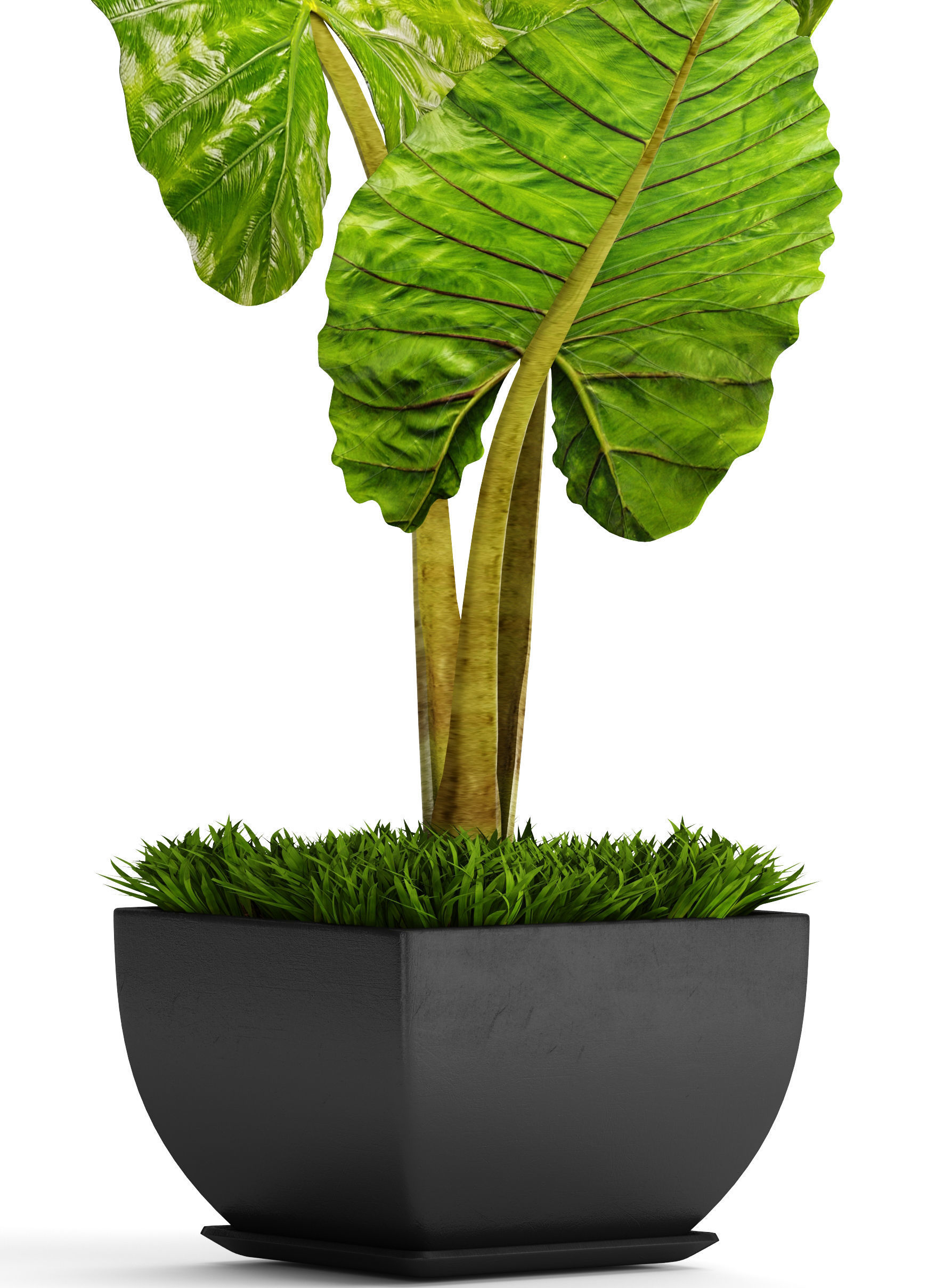 Alocasia macrorrhiza 5 3D model_1