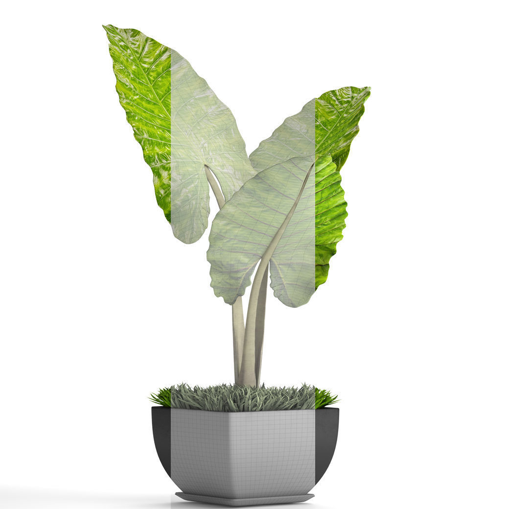 Alocasia macrorrhiza 5 3D model_3