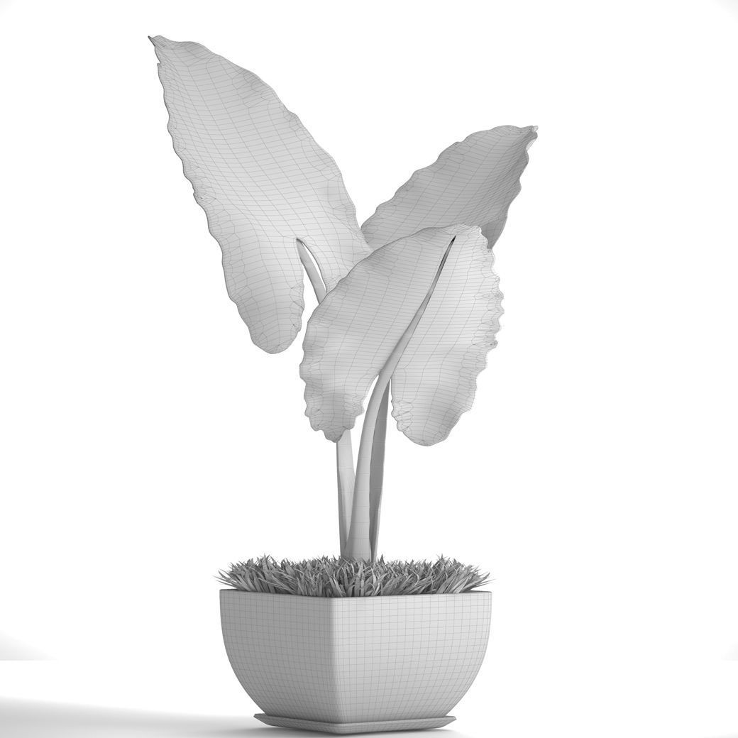Alocasia macrorrhiza 5 3D model_6