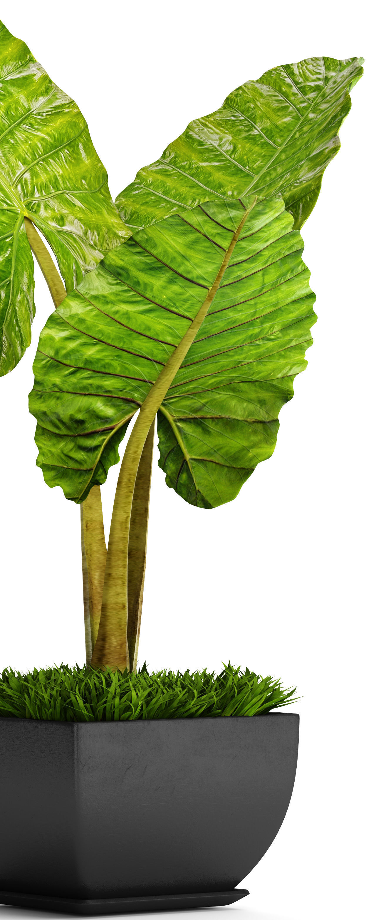 Alocasia macrorrhiza 5 3D model_4