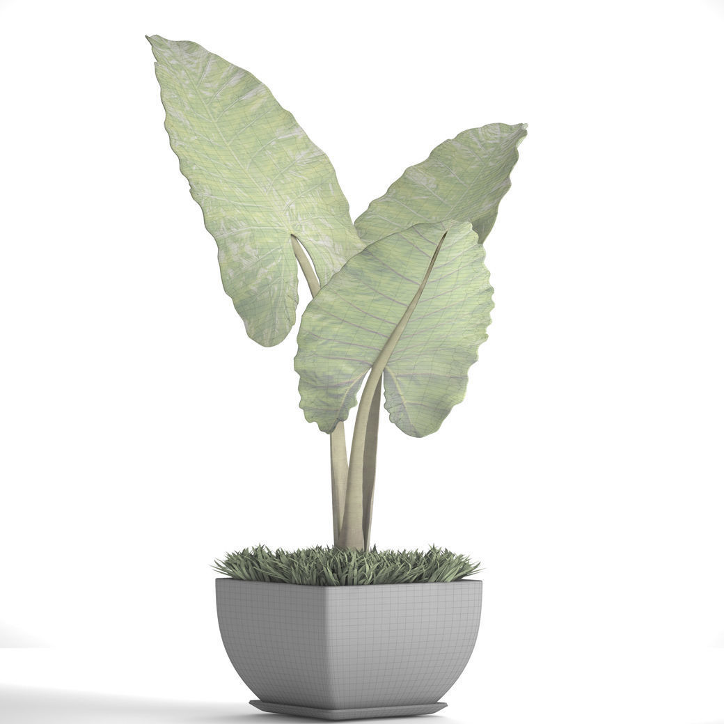 Alocasia macrorrhiza 5 3D model_5