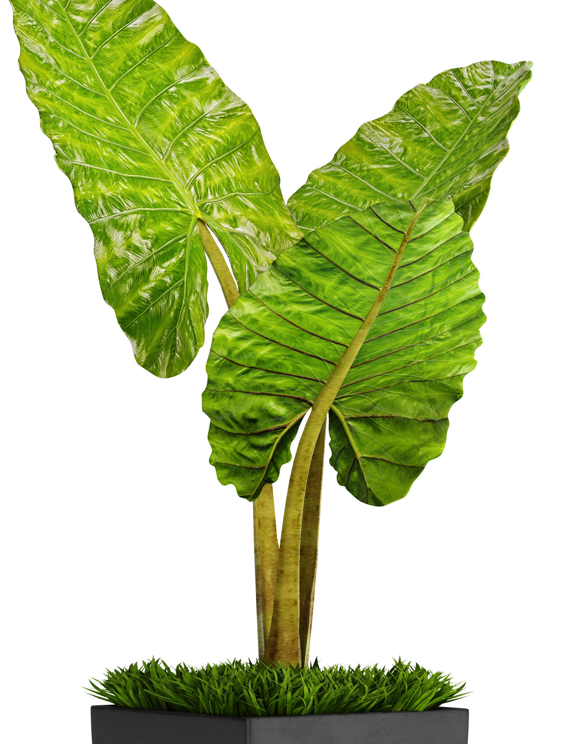 Alocasia macrorrhiza 5 3D model_2