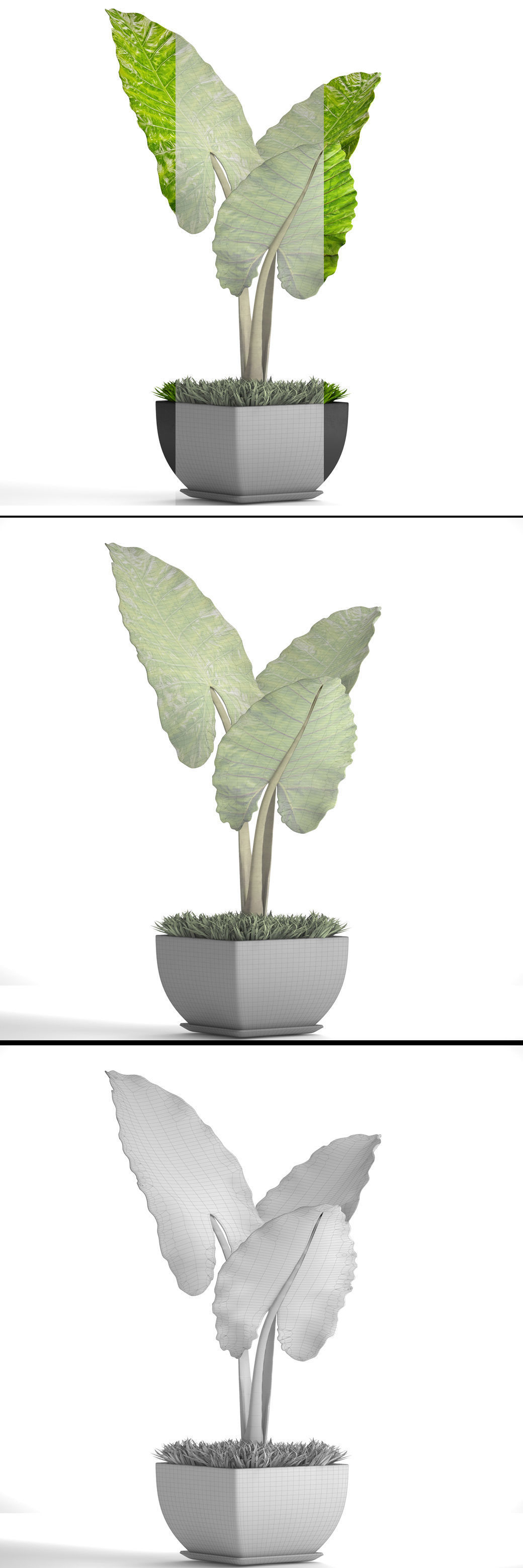 Alocasia macrorrhiza 5 3D model_7