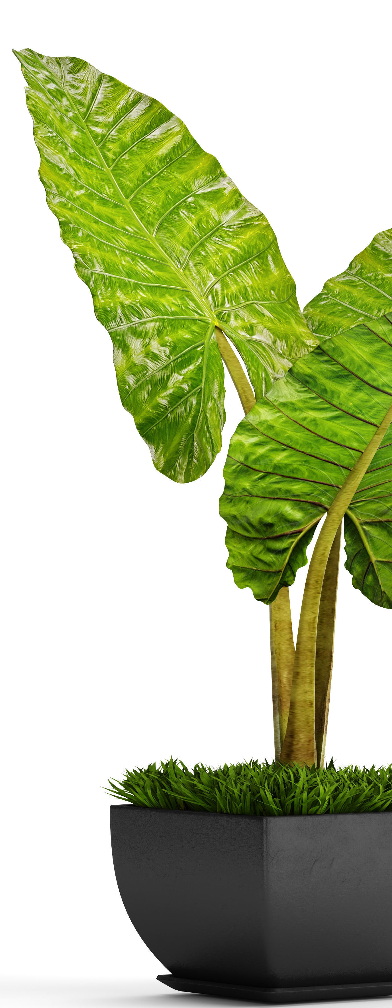 Alocasia macrorrhiza 5 3D model_9
