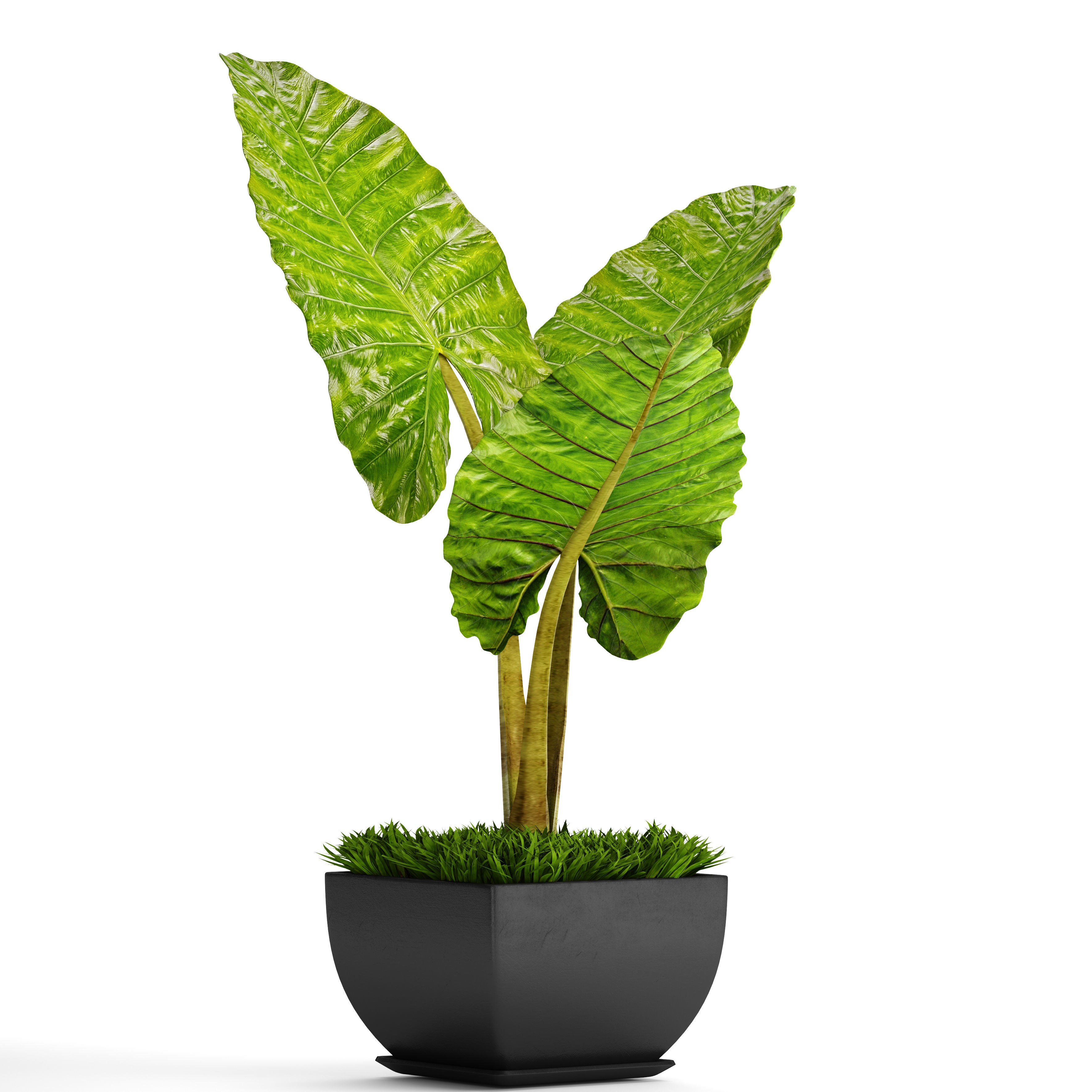 Alocasia macrorrhiza 5 3D model_8