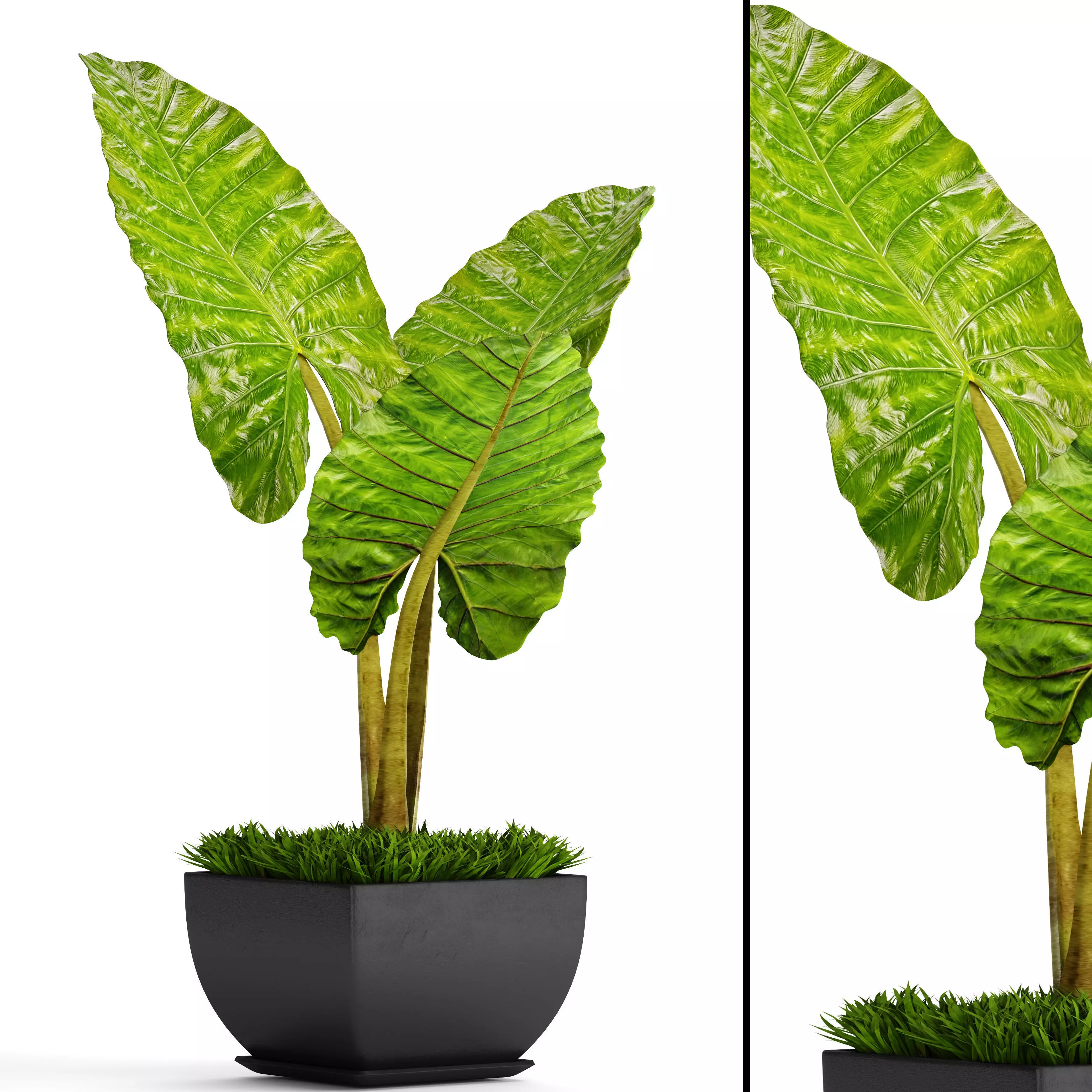Alocasia macrorrhiza 5 3D model_0