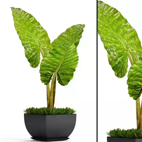 Alocasia macrorrhiza 5 3D model