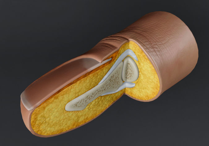 Anatomical finger in section Low-poly 3D model
