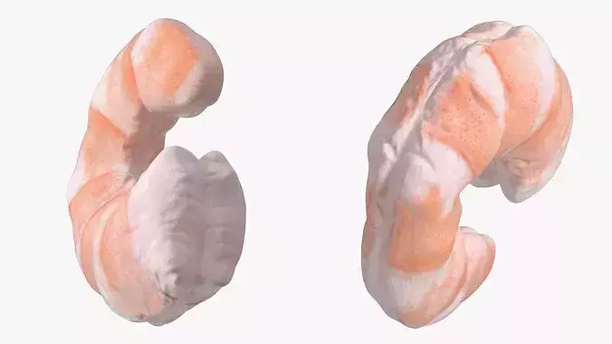 Peeled Shrimp Fresh 3D model 6
