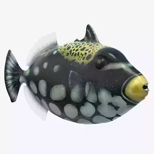 Clown Triggerfish Low-poly 3D model