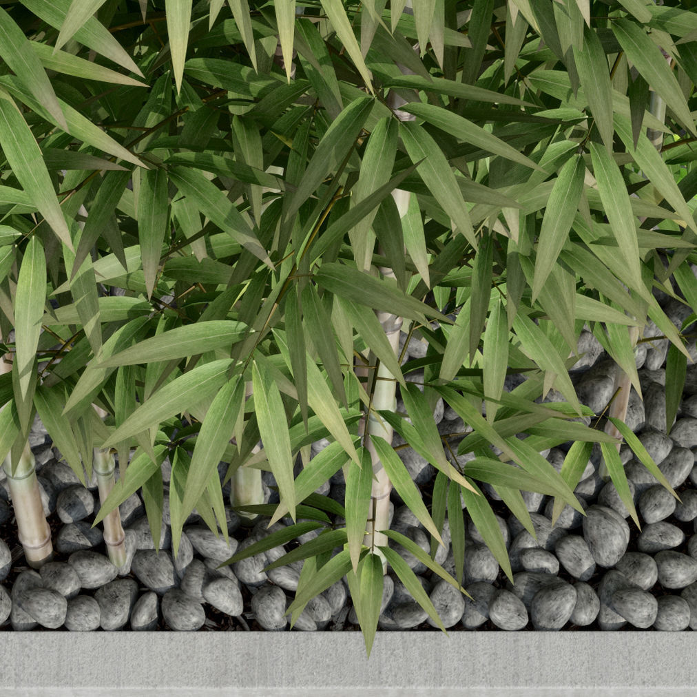 Plants collection 37  Bamboo 3D model_5