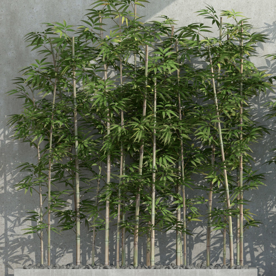 Plants collection 37  Bamboo 3D model_1