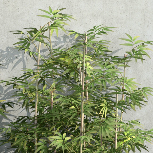 Plants collection 37  Bamboo 3D model_2