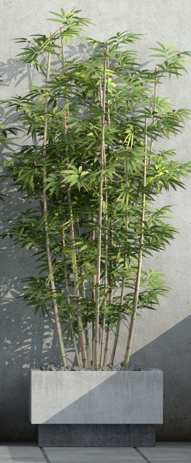 Plants collection 37  Bamboo 3D model_4