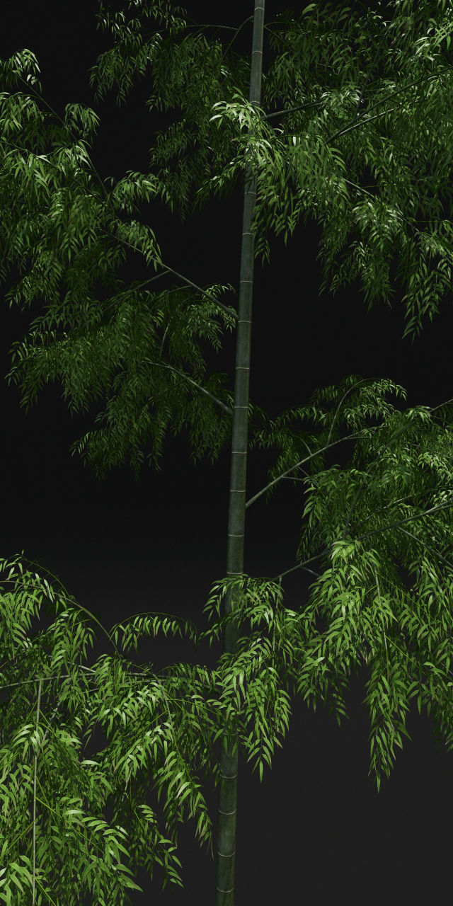 Bamboo Trees for scatter 3D model_3