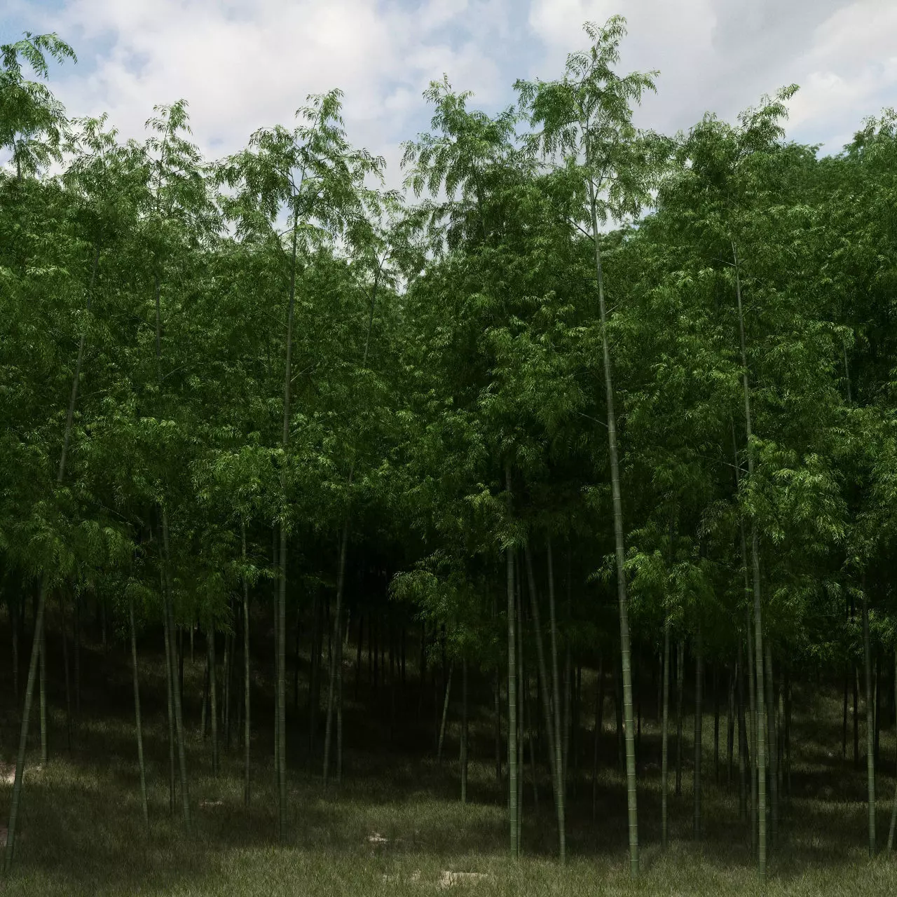 Bamboo Trees for scatter 3D model_0
