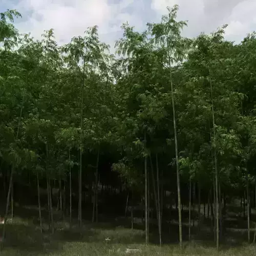Bamboo Trees for scatter 3D model