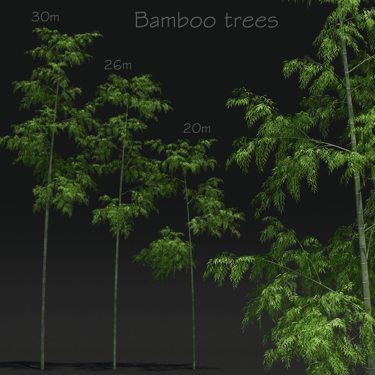 Bamboo Trees for scatter 3D model_1
