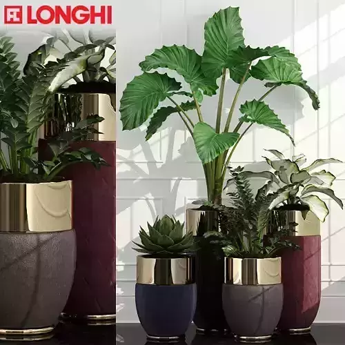 Plants collection 47 Longhi Godwin