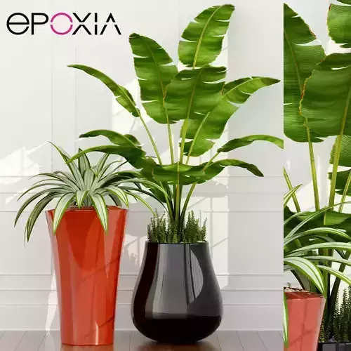 Plants collection 49 epoxia